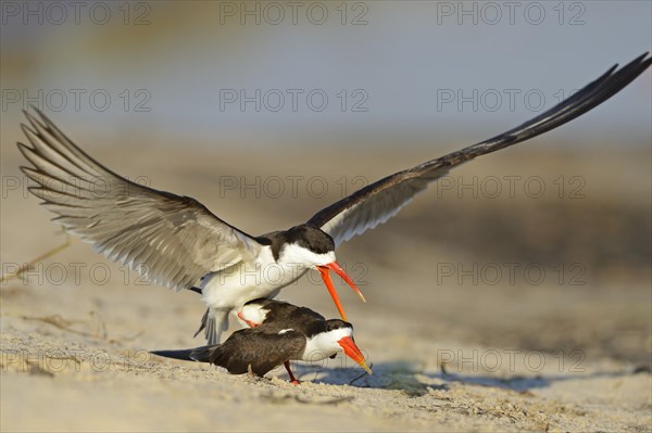 African skimmer