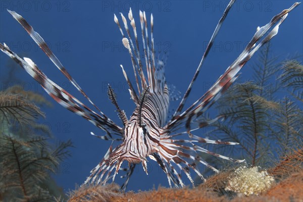 Red lionfish