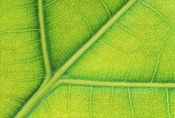 Net-like leaf veining