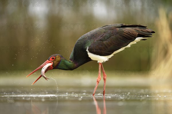 Black stork