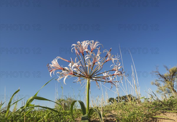 Nerine