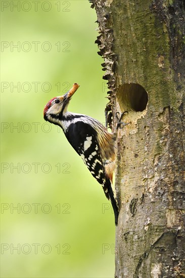 White-backed woodpecker