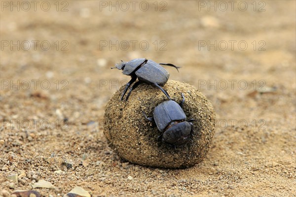 Dung beetle