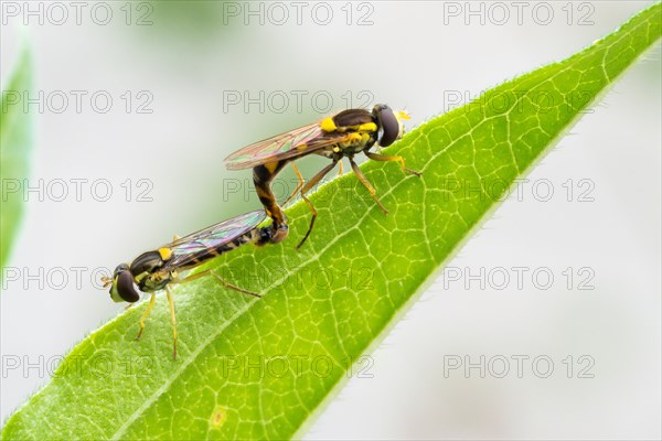 Mating