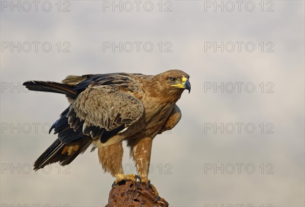 Tawny eagle