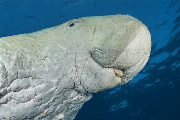 Sea Cow