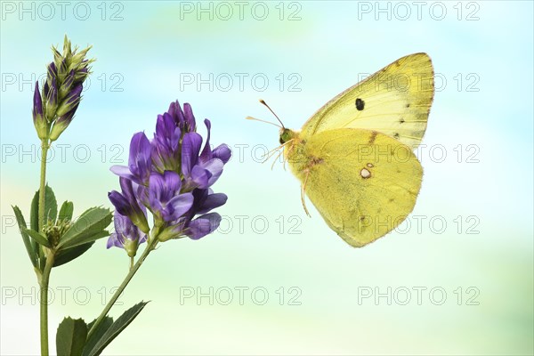 Pale Clouded Yellow