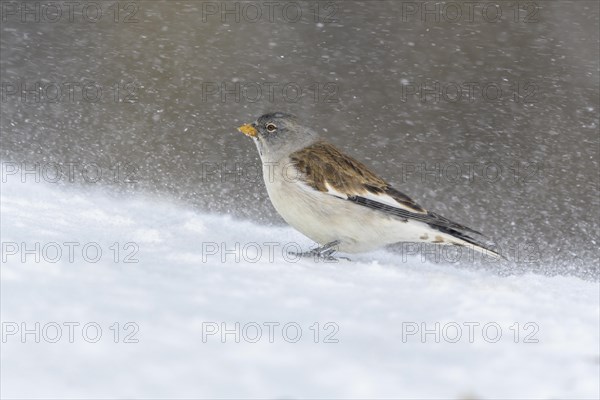 White-winged snowfinch