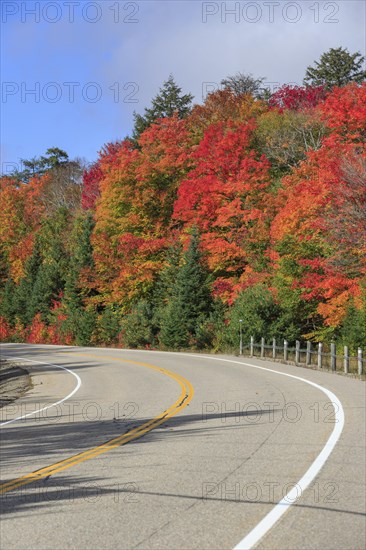 Road through autumn forest