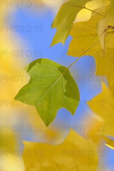 Tulip tree