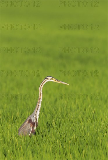 Purple Heron