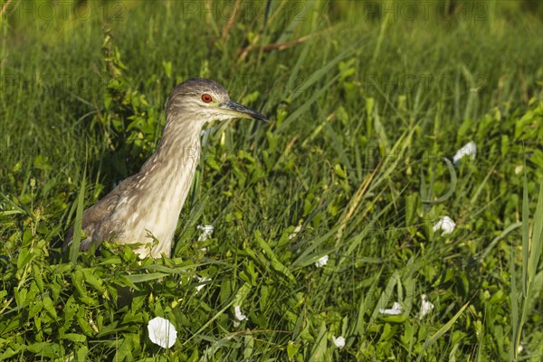 Black-crowned Night Heron