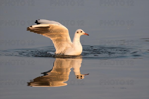 Black-headed gull