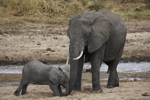 African bush elephants