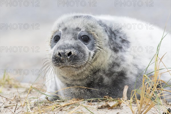 Grey seal