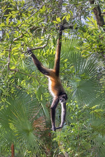 Geoffroy's spider monkey or black-handed spider monkey