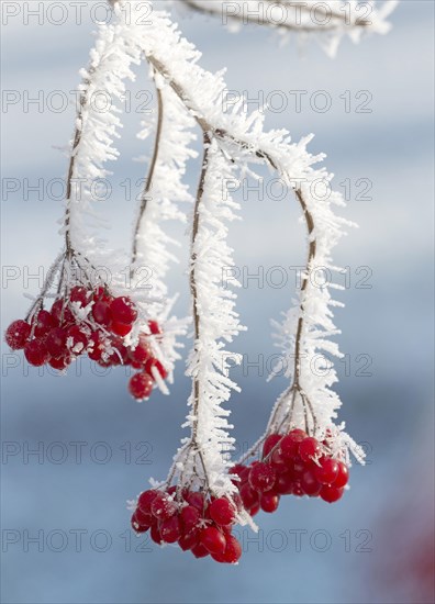 Red guelder-rose berries