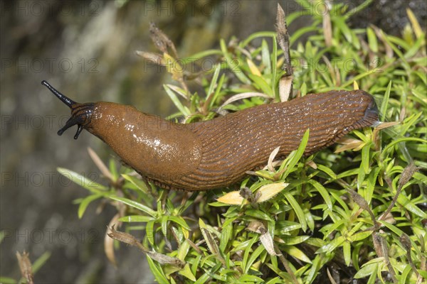 Portuguese slug