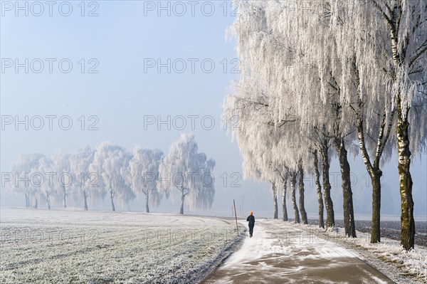 Jogger on road with birch trees