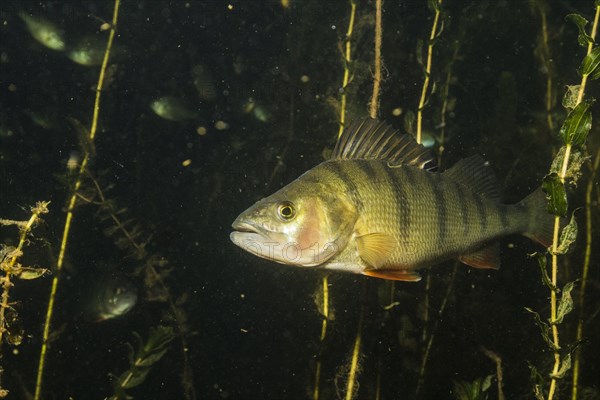 European perch