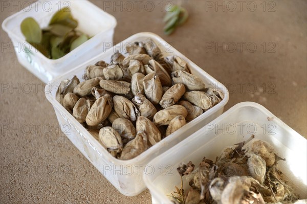 Cocoons with farmed silkworms