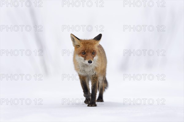 Red Fox