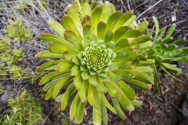 Spiral shaped arranged green leaves