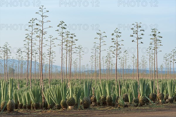 Sisal agave