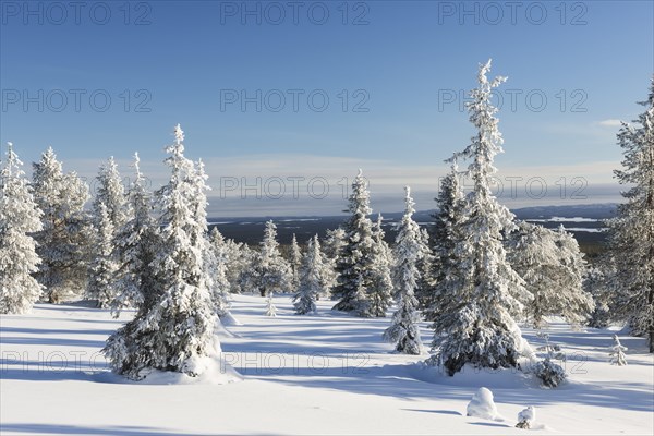 Snow covered trees