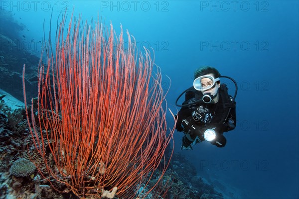 Diver looking at Red whip coral