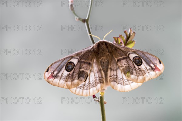 Small emperor moth