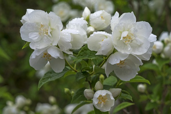 Flowering sweet mock-orange