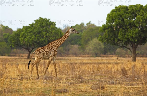 Thorneycroft giraffe