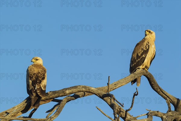 Tawny Eagles