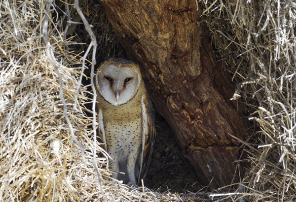 Barn Owl