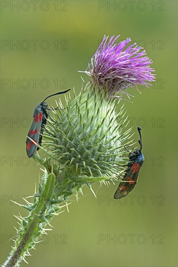 Six-spot burnets