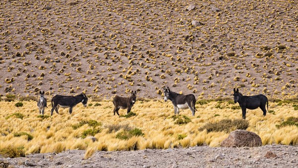 Wild Donkeyes in the Desert