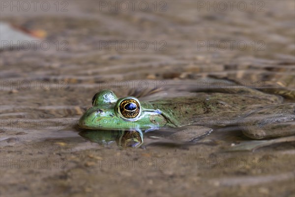 American bullfrog