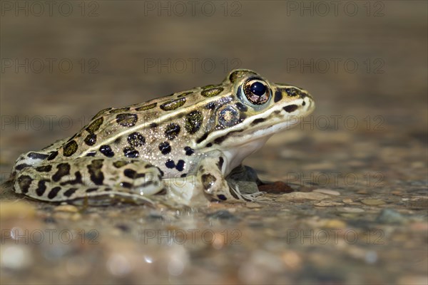 Northern leopard frog