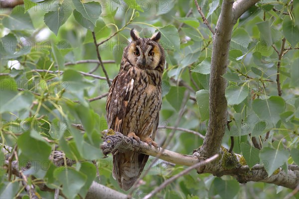 Long-eared owl