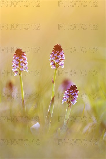 Burnt-tip orchid