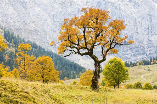 Mountain Maple