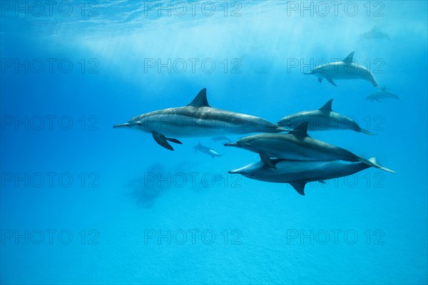 Spinner Dolphins