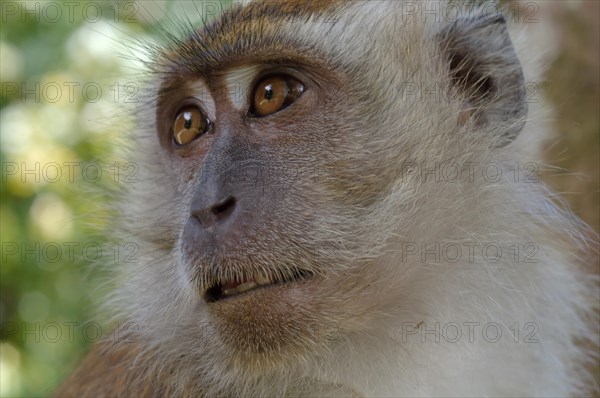 Crab-eating macaque or long-tailed macaque