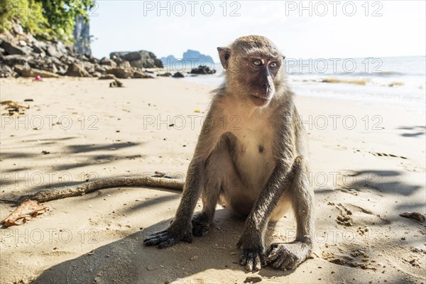 Macaque