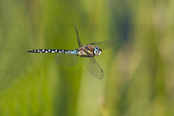 Flying migrant hawker