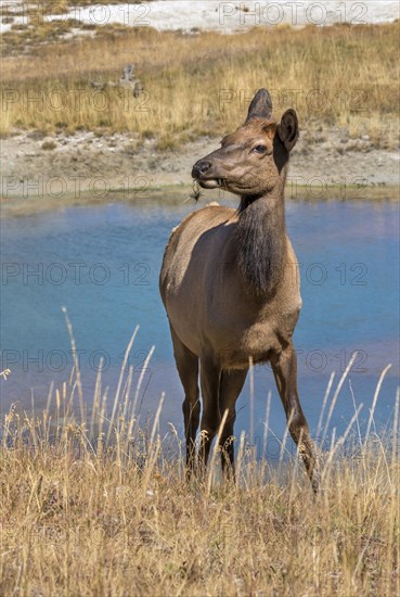 Mule Deer