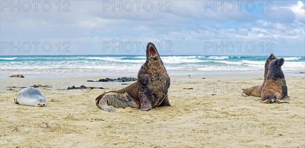 New Zealand sea lions