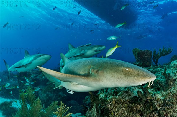 Nurse shark