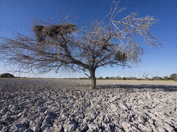 Withered tree